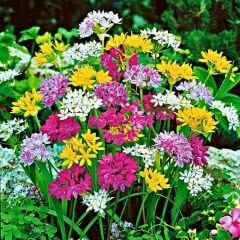 Allium Small Flowering Mix soğanı