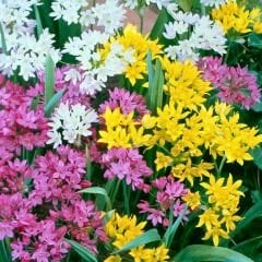 Allium Small Flowering Mix soğanı