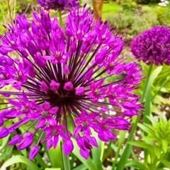 Allium Small Flowering Mix soğanı