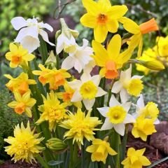 Botanic Nergis Soğanı Mix Paket - Kokulu