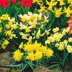 Botanic Nergis Soğanı Mix Paket - Kokulu