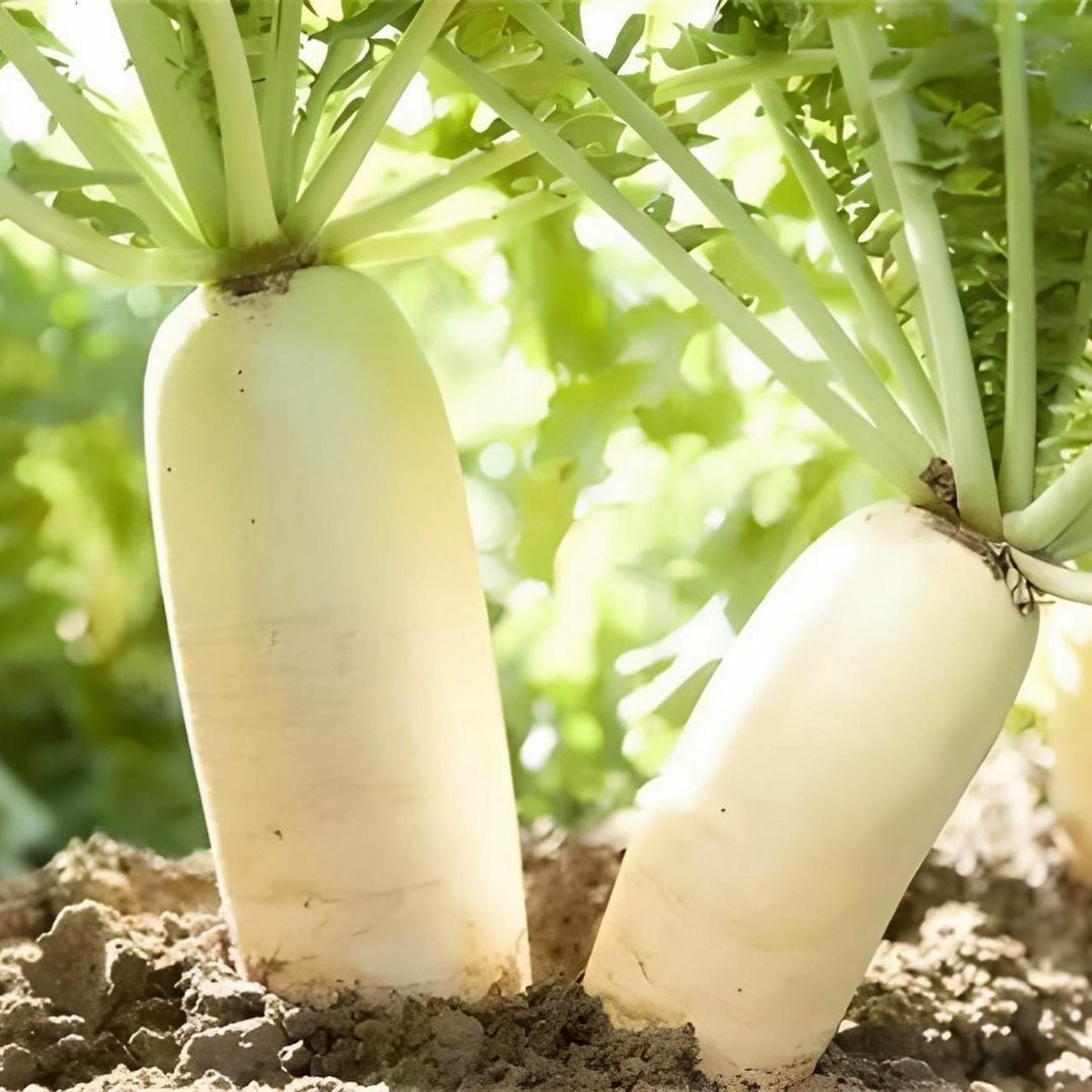 Beyaz Uzun Turp Tohumu – Japon Turp– Oryantal Turp