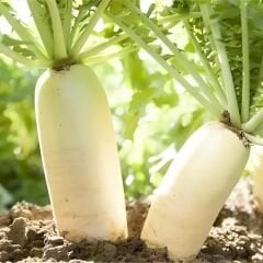 Beyaz Uzun Turp Tohumu – Japon Turp– Oryantal Turp