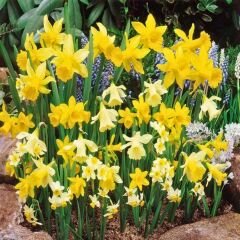 Botanic Nergis Soğanı Mix Paket - Kokulu
