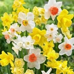 Botanic Nergis Soğanı Mix Paket - Kokulu