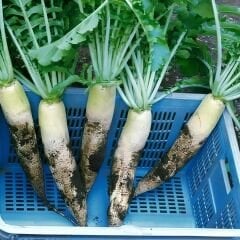 Beyaz Uzun Turp Tohumu – Japon Turp– Oryantal Turp