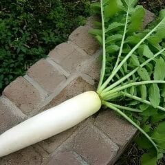 Beyaz Uzun Turp Tohumu – Japon Turp– Oryantal Turp