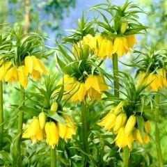 Fritillaria Imperialis Maxima Lutea Yellow Crown - Ters Lale - Sarı