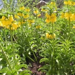 Fritillaria Imperialis Maxima Lutea Yellow Crown - Ters Lale - Sarı