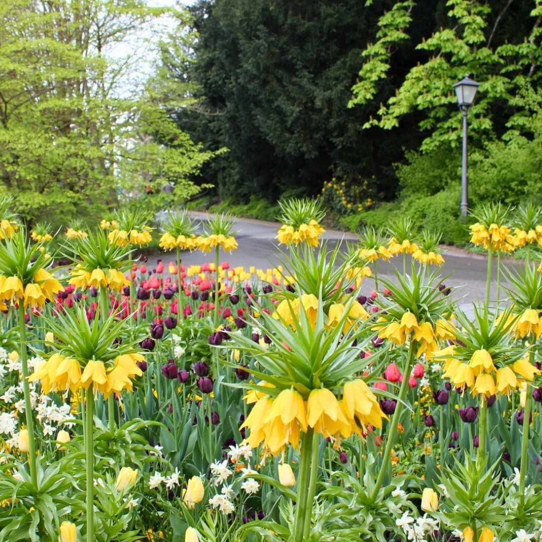 Fritillaria Imperialis Maxima Lutea Yellow Crown - Ters Lale - Sarı