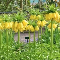 Fritillaria Imperialis Maxima Lutea Yellow Crown - Ters Lale - Sarı