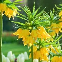 Fritillaria Imperialis Maxima Lutea Yellow Crown - Ters Lale - Sarı