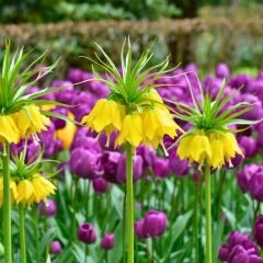 Fritillaria Imperialis Maxima Lutea Yellow Crown - Ters Lale - Sarı