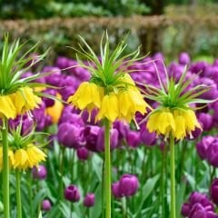 Fritillaria Imperialis Maxima Lutea Yellow Crown - Ters Lale - Sarı