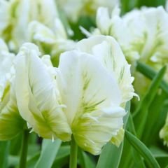 White Rebel Lale Soğanı - Tulipa - Beyaz Yeşil