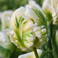 White Rebel Lale Soğanı - Tulipa - Beyaz Yeşil