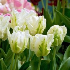 White Rebel Lale Soğanı - Tulipa - Beyaz Yeşil