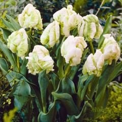 White Rebel Lale Soğanı - Tulipa - Beyaz Yeşil