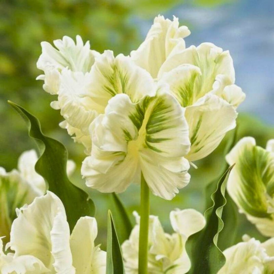 White Rebel Lale Soğanı - Tulipa - Beyaz Yeşil