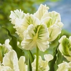 White Rebel Lale Soğanı - Tulipa - Beyaz Yeşil