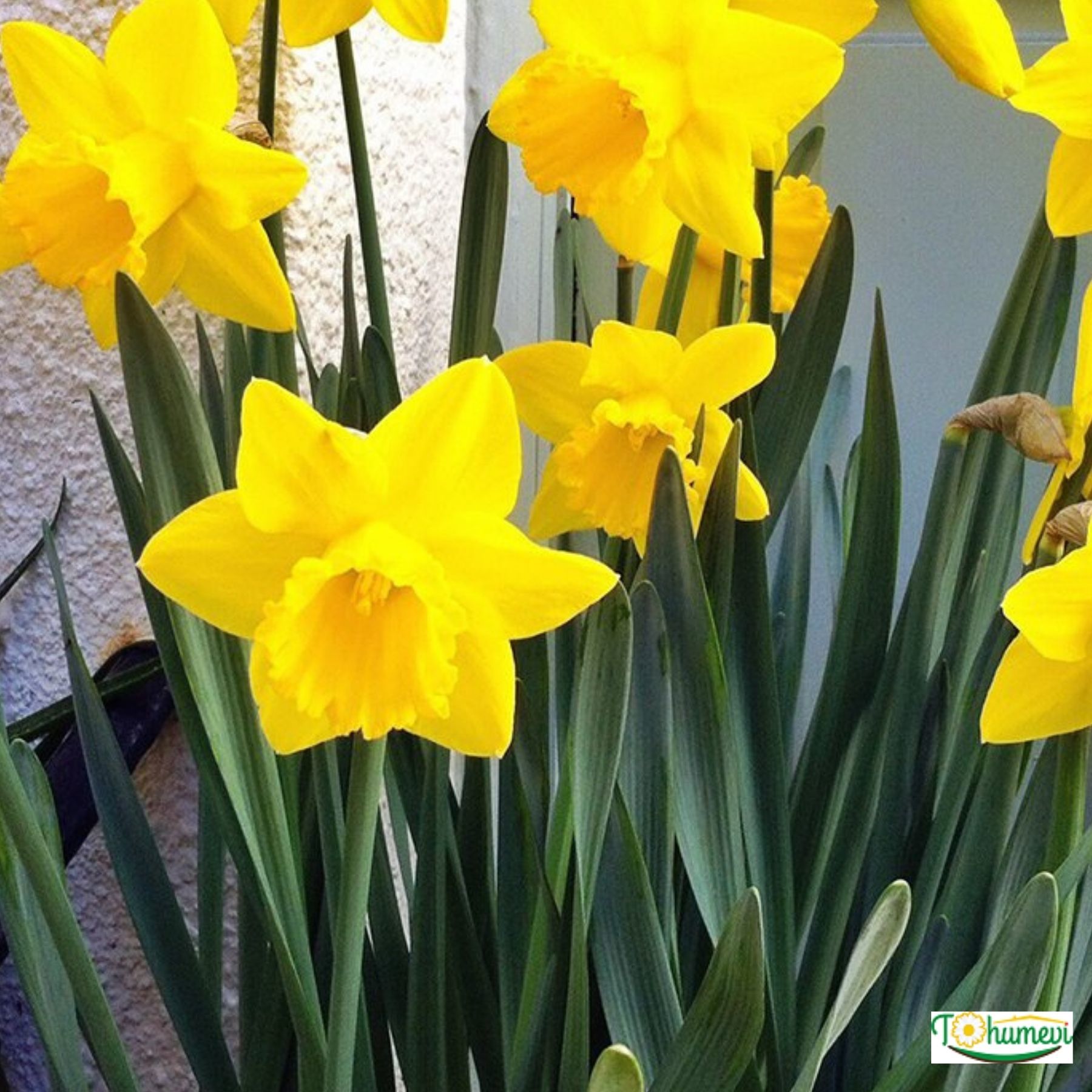 Carlton Nergis Soğanı – Narcissus