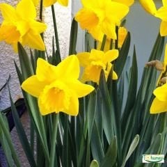 Carlton Nergis Soğanı – Narcissus
