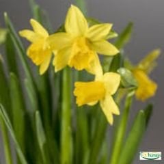 Carlton Nergis Soğanı – Narcissus