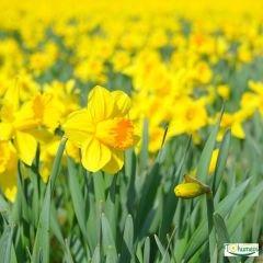 Carlton Nergis Soğanı – Narcissus