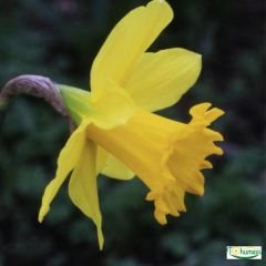 Carlton Nergis Soğanı – Narcissus