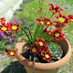 Speraxis Gemeng Soğanı Mix