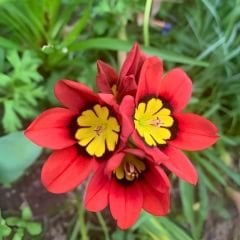 Speraxis Gemeng Soğanı Mix