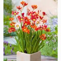 Speraxis Gemeng Soğanı Mix