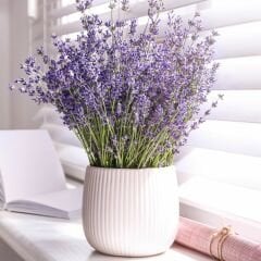 Bodur İngiliz Lavantası Tohumu - Munstead Strain