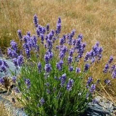 Bodur İngiliz Lavantası Tohumu - Munstead Strain