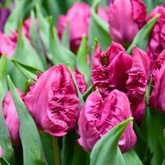 Parrot prince Lale Soğanı – Tulipa