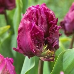 Parrot prince Lale Soğanı – Tulipa