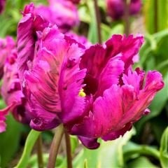 Parrot prince Lale Soğanı – Tulipa