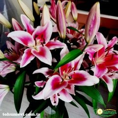 Casablanca Lilium Soğanı - Kazablanka Lilyum