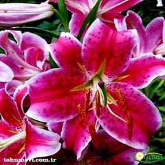 Casablanca Lilium Soğanı - Kazablanka Lilyum