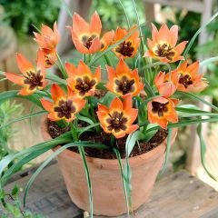 Botanik Lale Mix - Botanical Tulips