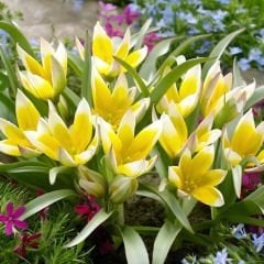Botanik Lale Mix - Botanical Tulips