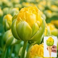 Vanilla Coup ﻿Double Lale Soğanı – Tulipa