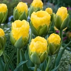 Vanilla Coup ﻿Double Lale Soğanı – Tulipa
