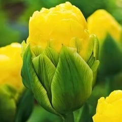 Vanilla Coup ﻿Double Lale Soğanı – Tulipa