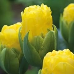 Vanilla Coup ﻿Double Lale Soğanı – Tulipa
