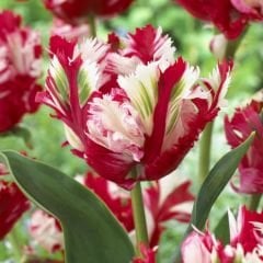 Estella Rijnveld Lale Soğanı - Tulipa