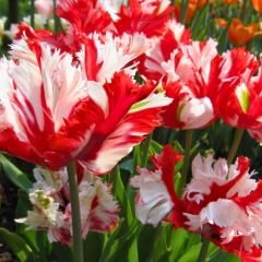 Estella Rijnveld Lale Soğanı - Tulipa