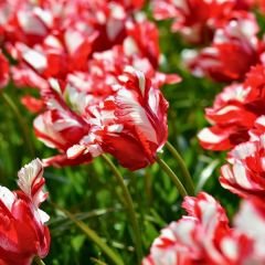 Estella Rijnveld Lale Soğanı - Tulipa