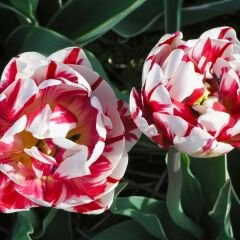 Toplips Lale Soğanı - Tulipa - Kırmızı Beyaz