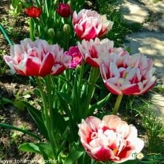 Toplips Lale Soğanı - Tulipa - Kırmızı Beyaz
